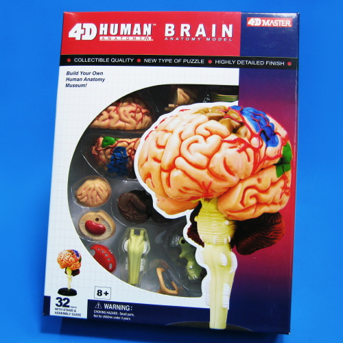 인체 뇌 해부 모형 4D퍼즐 (32조각)/인체 뇌해부모형 4D퍼즐