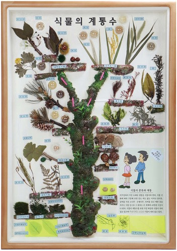 식물의 계통수(40종)
