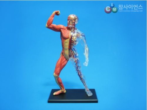 인체근육과 골격 해부모형 4D(전신) (46조각)