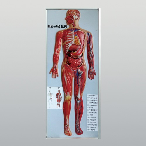 인체 뼈와 근육모형(새교과서용) KSIC-6196