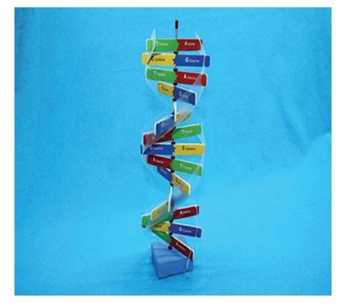 DNA 구조 만들기 (옵션선택!)