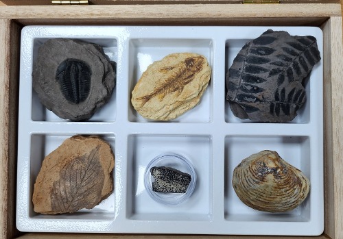 교과서에 나오는 초등 화석 6종1조 B형 (235x165x40mm)/표본류/지구과학/과학교구
