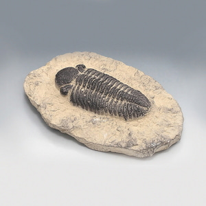 삼엽충(파콥스,Phacops,전시용화석) KSIC-5529