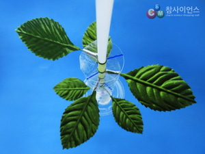 피보나치 수열과 식물의 광합성(10인용)/ 식물의 잎차례