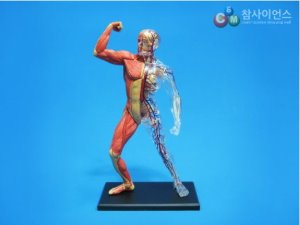 인체근육과 골격 해부모형 4D(전신) (46조각)