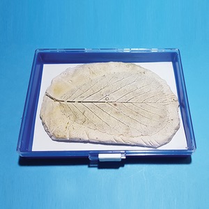 나뭇잎 화석 모형(보관케이스 포함) KSIC-10176