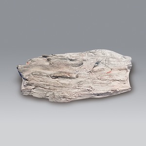 나무화석모형(보관케이스포함) KSIC-10175