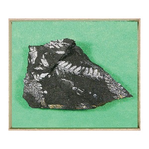 고사리 화석표본 고급형(120x110x40mm 나무상자입)/고사리화석