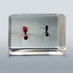 개미 표본 KSIC-10305/개미 표본