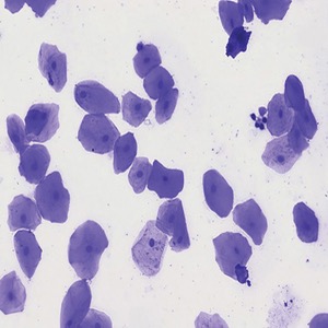 입안상피세포영구표본(2개 1조) KSIC-10441