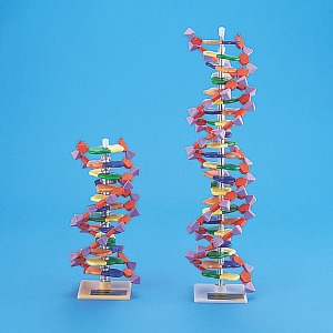 미니DNA분자모형키트 (12층)(22층) M60-1191,M60-1192/미니 DNA 분자모형 키트